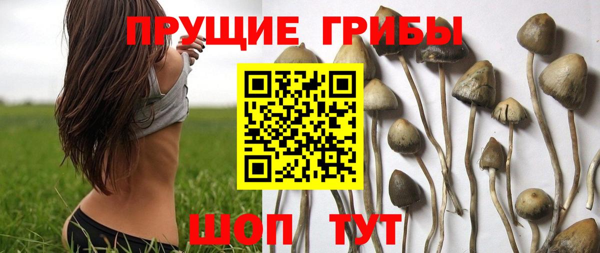 Галлюциногенные грибы Psilocybe  Псилоцибиновые грибы прущие грибы  Арзамас  Вход с VPN 